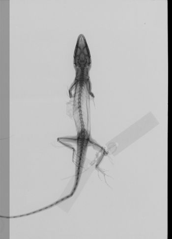 Media type: image;   Herpetology R-161393